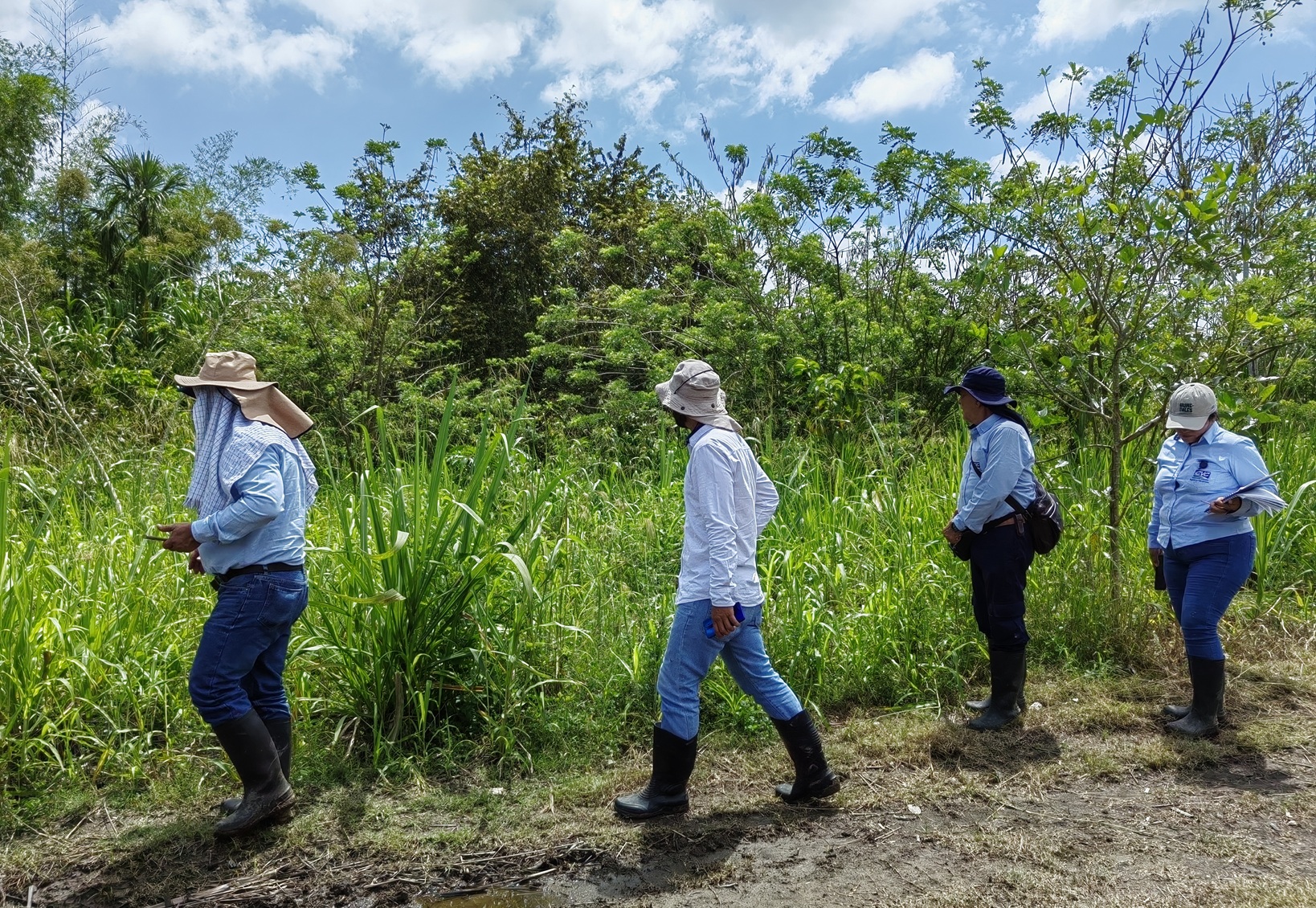 INSPECCIONAN FRANJAS FORESTALES PROTECTORAS DEL RÍO CAUCA | Portal CVC