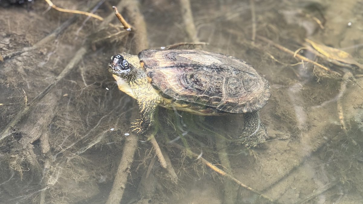 QUE LA SEMANA SANTA NO SEA EL VIACRUCIS PARA LA FAUNA SILVESTRE | Portal CVC