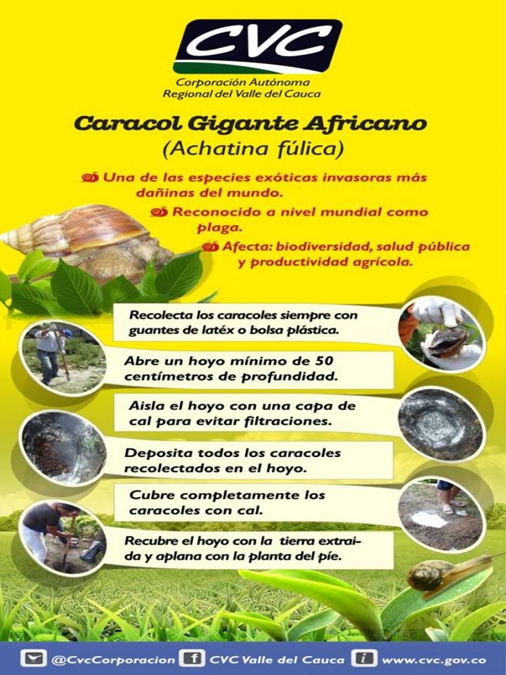 CARACOL CONTROL