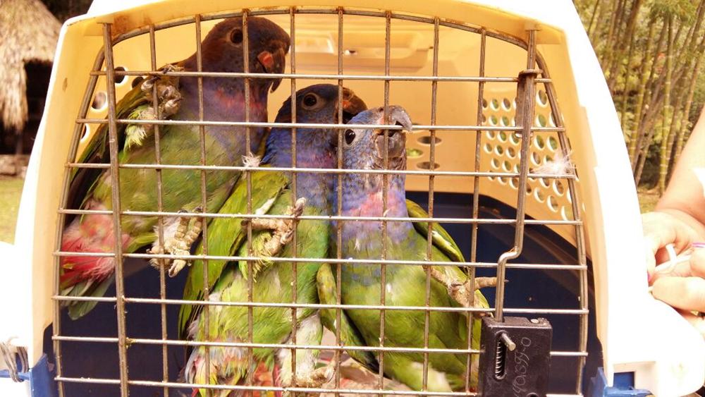 LIBERACION LORAS 4 Copy