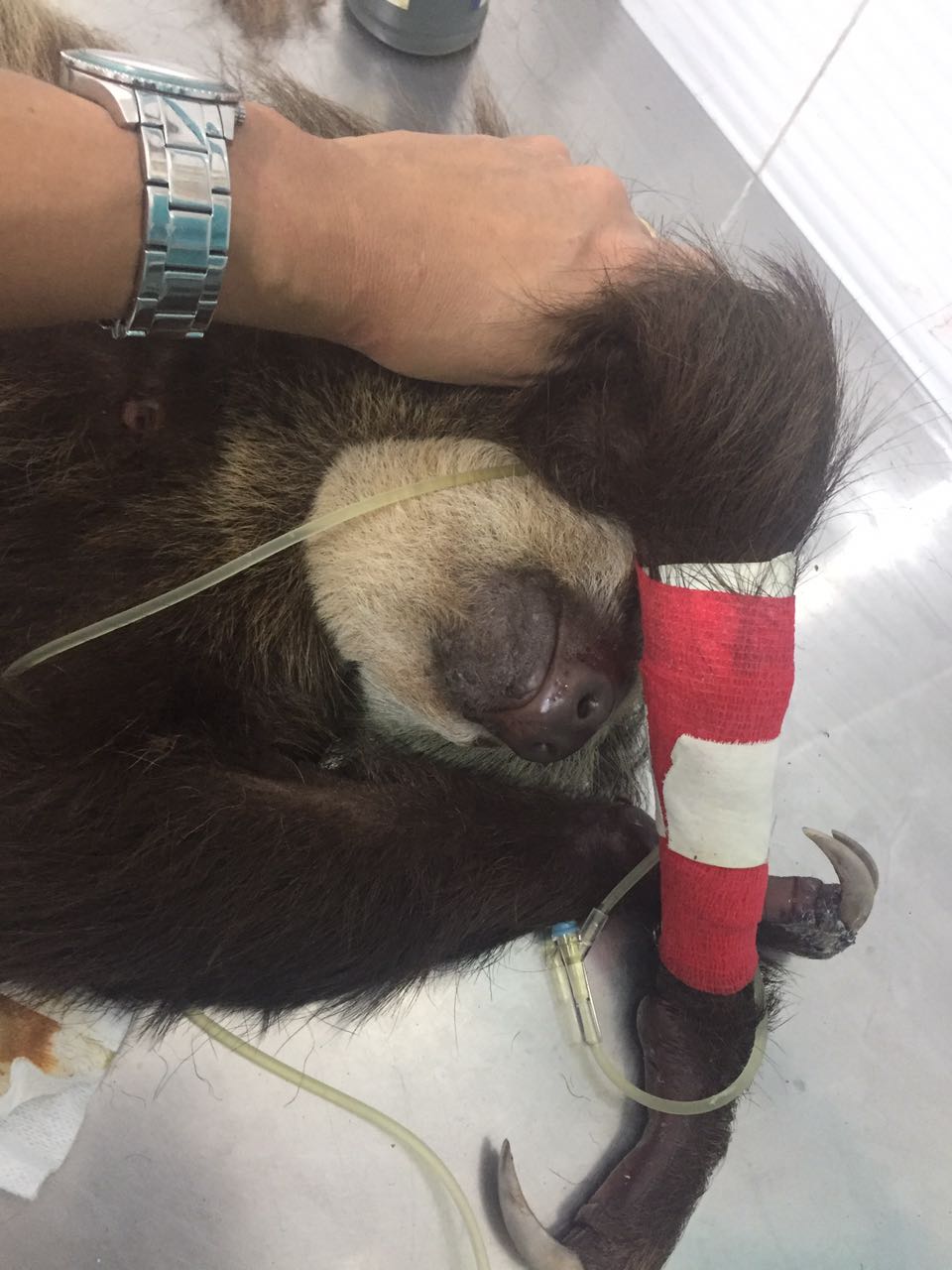 incautan osa perezosa y su bebe en Puerto Espana 2