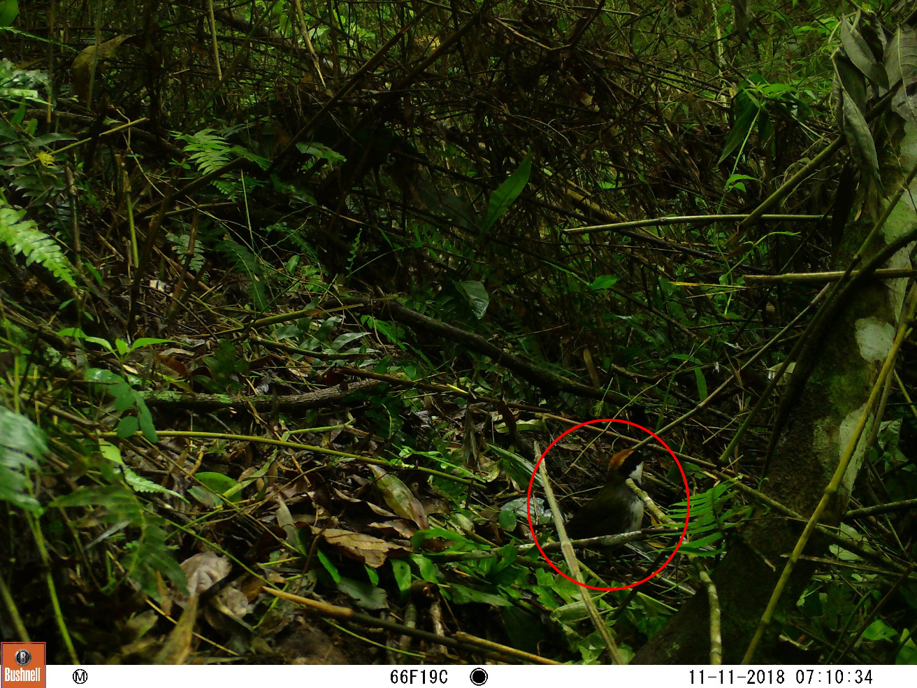 Gorrión montes collarejo (Buarremon brunneinucha)