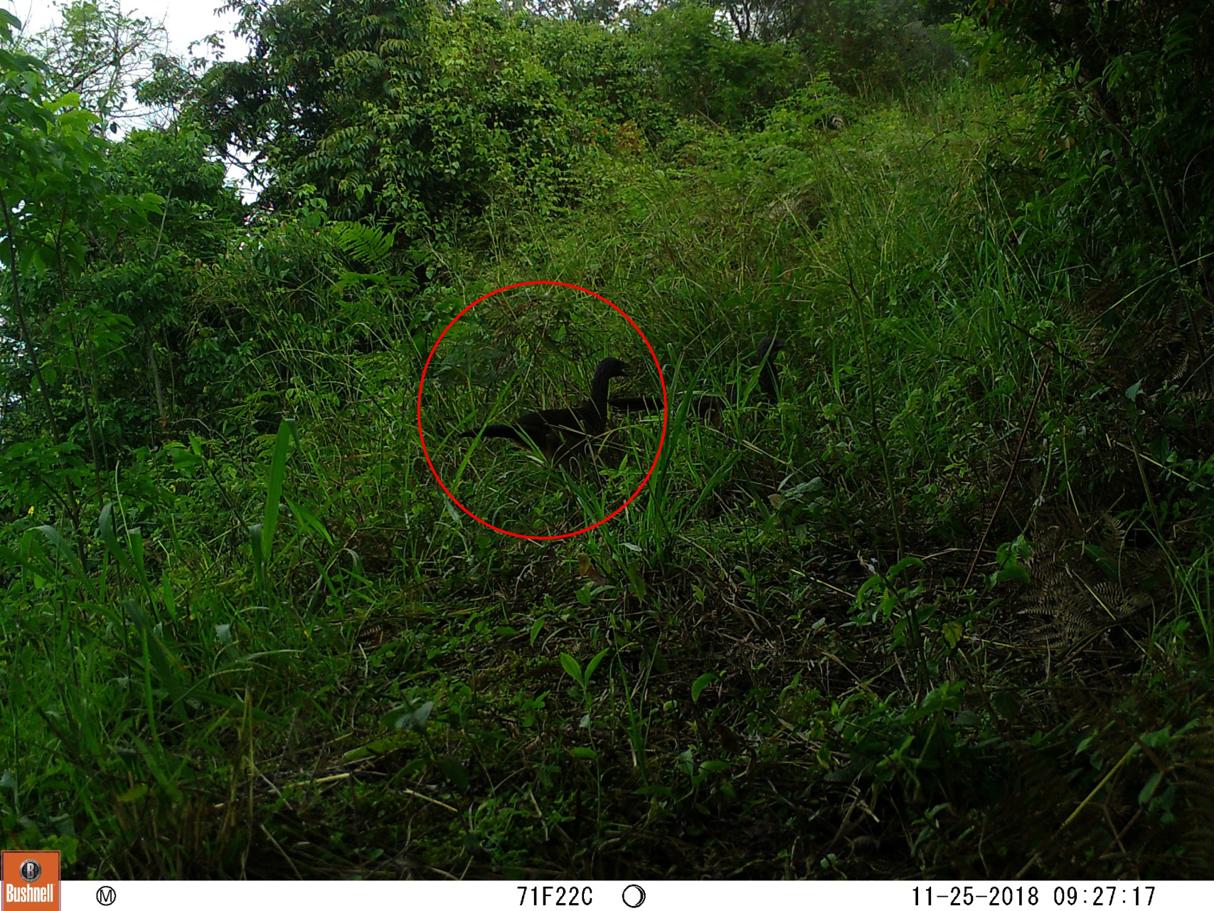 Guacharaca Colombiana (Ortalis colombiana)