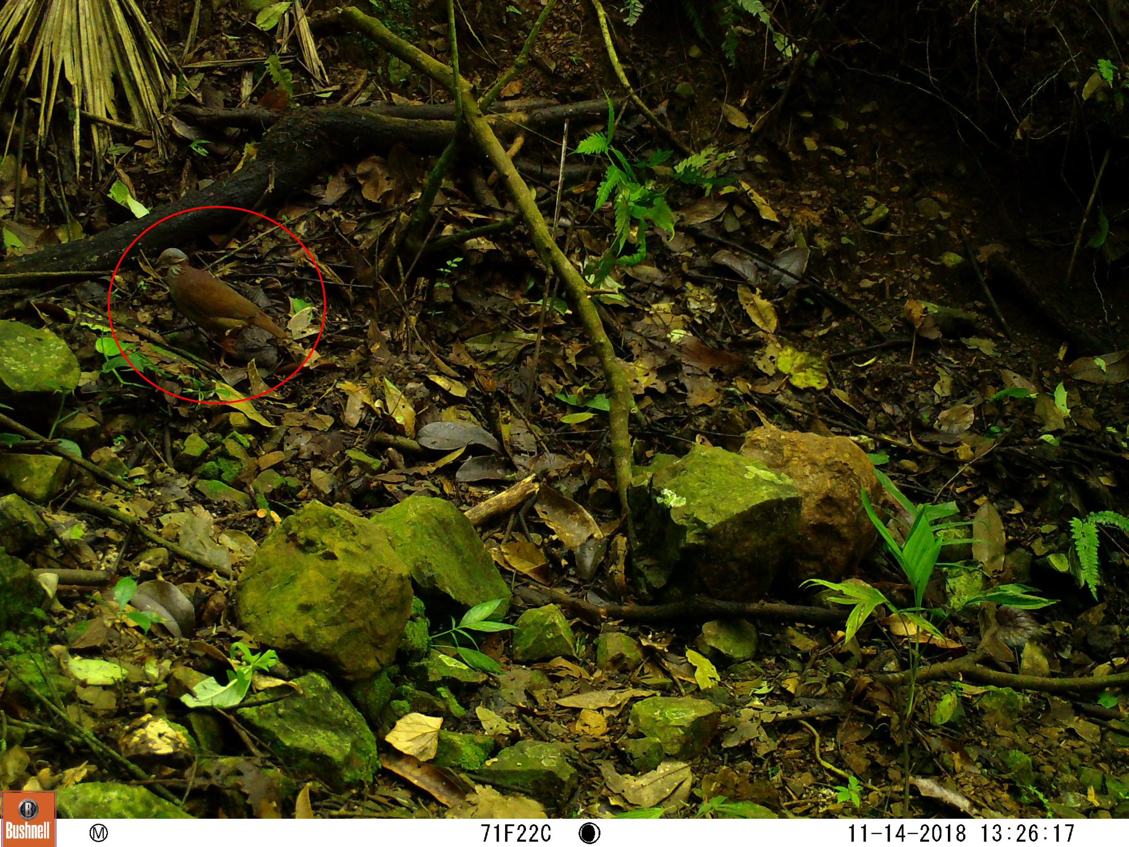 Tinamú chico (Cryptorellus soui)