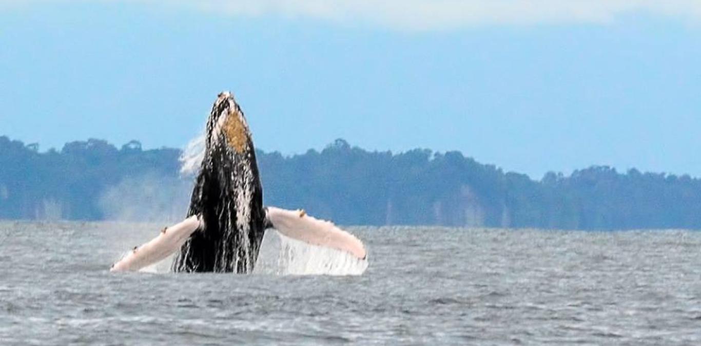 LAS BALLENAS ESTÁN EN EL PACÍFICO VALLECAUCANO 