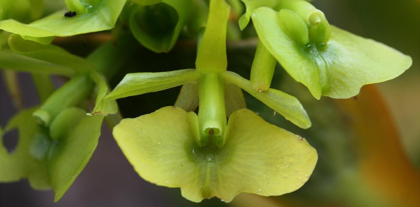 NUEVOS HALLAZGOS PARA LA FLORA DEL VALLE DEL CAUCA