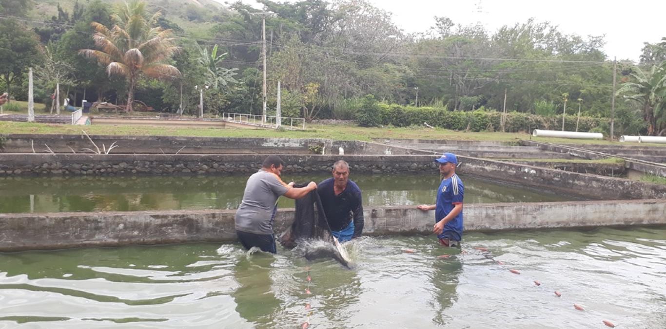 PIRARUCÚ DE PISCICULTURA DEBERÁ SER TRASLADADO