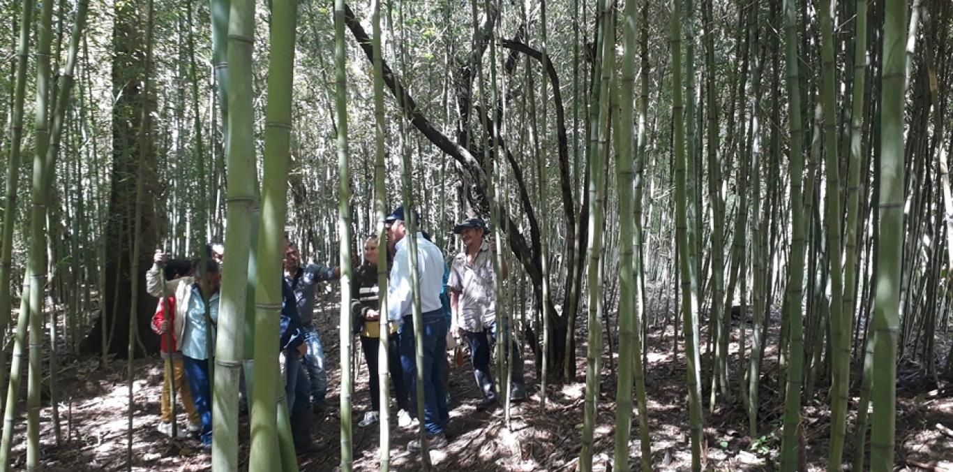 HABITANTES DE ZONA RURAL EN FLORIDA APROVECHAN ADECUADAMENTE LA GUADUA 