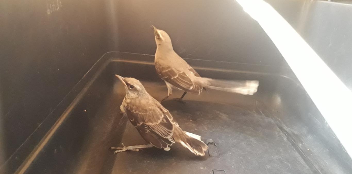 UN CAPTURADO Y CINCO AVES INCAUTADAS EN ZONA RURAL DE TRUJILLO