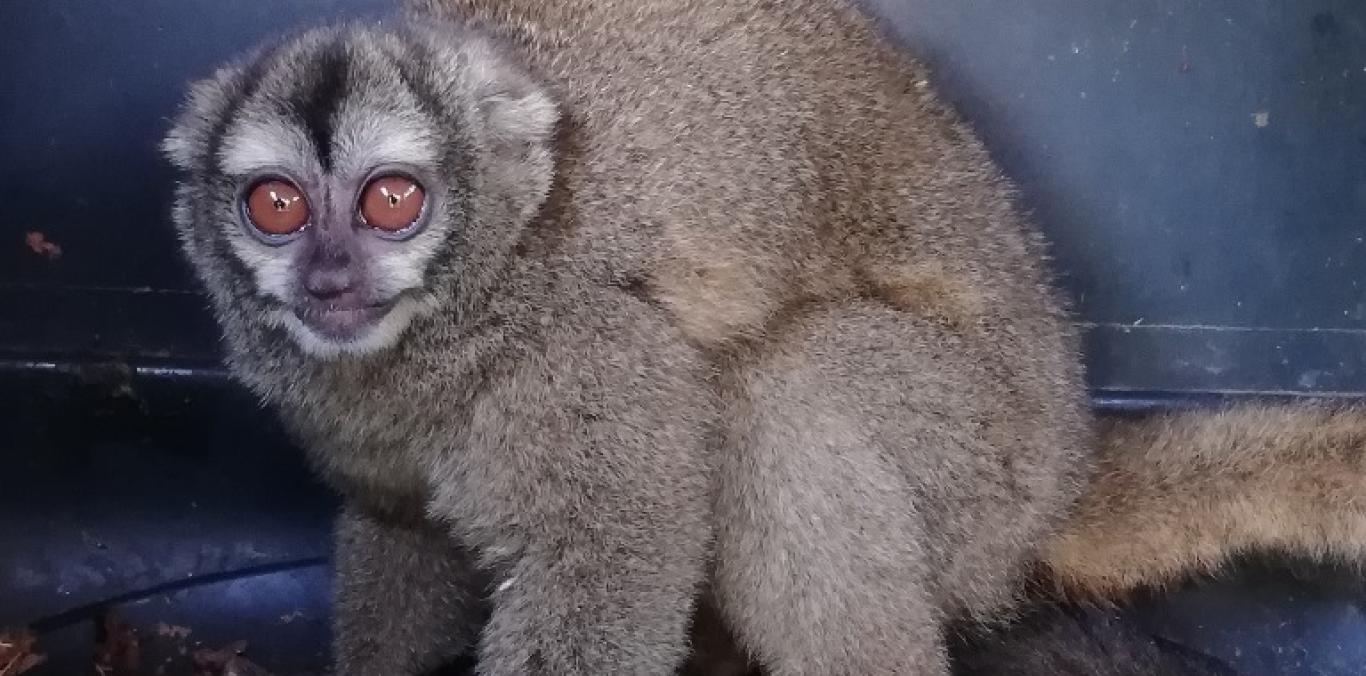 UNA MARTEJA FUE HALLADA EN PARQUE DE LA VICTORIA