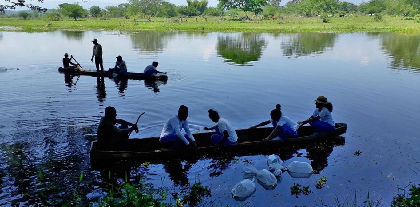 CVC SEMBRÓ 2.000 ALEVINOS DE BOCACHICO EN GUARINÓ