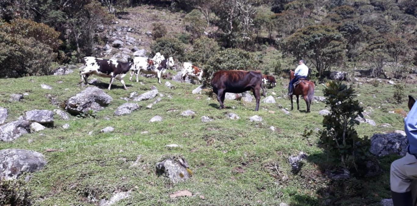 LA CVC, PARQUES NACIONALES NATURALES Y WILDLIFE CONSERVATION SOCIETY - WCS, VISITARON LOS PREDIOS AFECTADOS POR SUPUESTOS ATAQUES DE OSO ANDINO