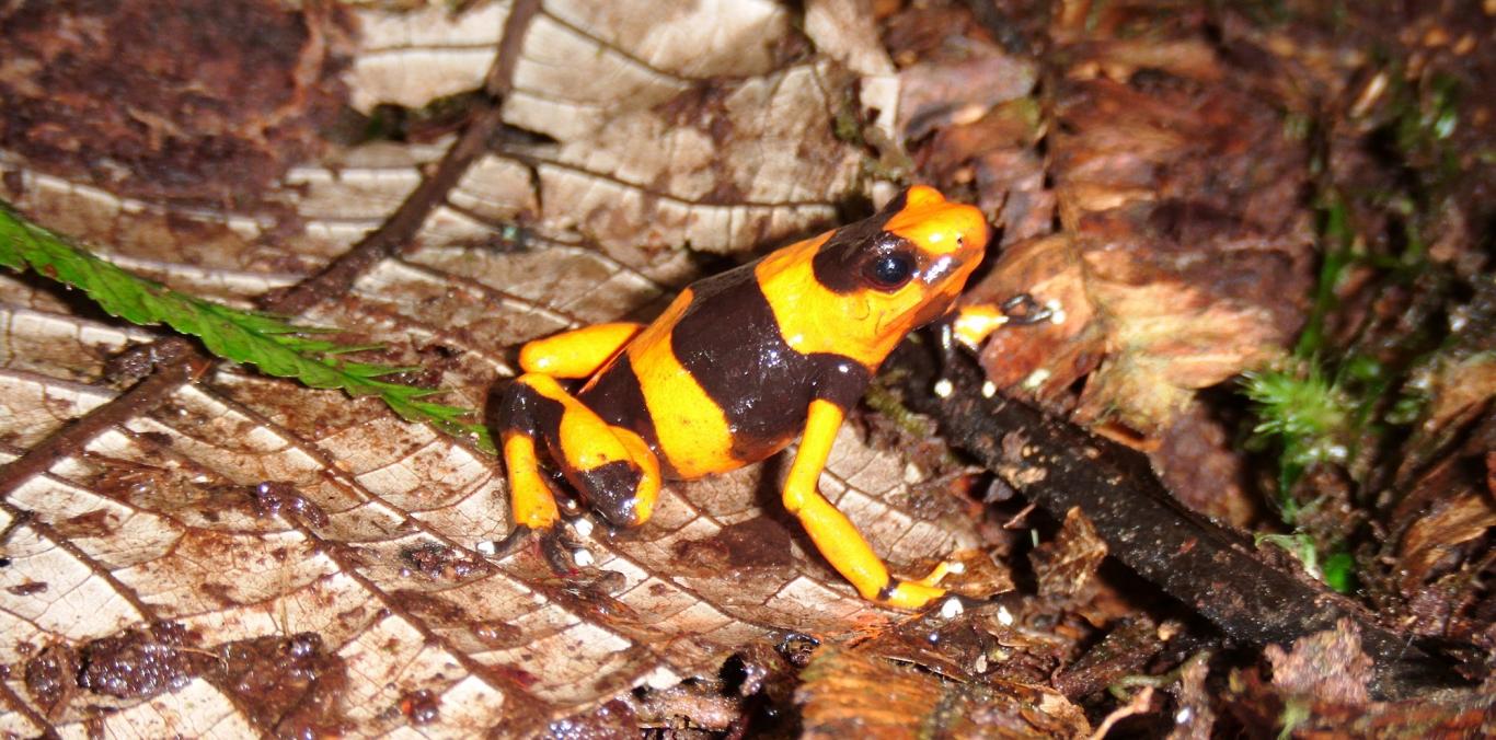 LA RANA VENENOSA "LEHMANN"  TENDRÁ SU FESTIVAL