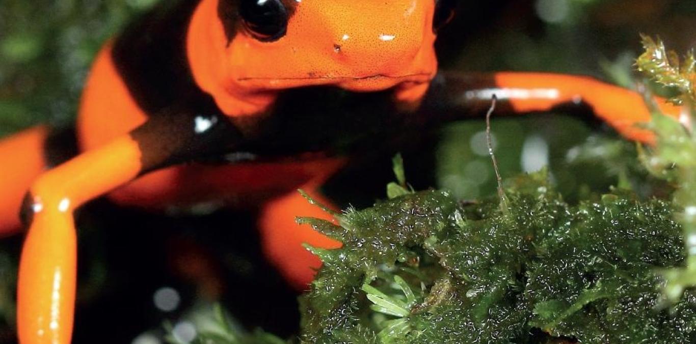 ALIANZA BUSCA CONSERVAR RANA VENENOSA AMENAZADA