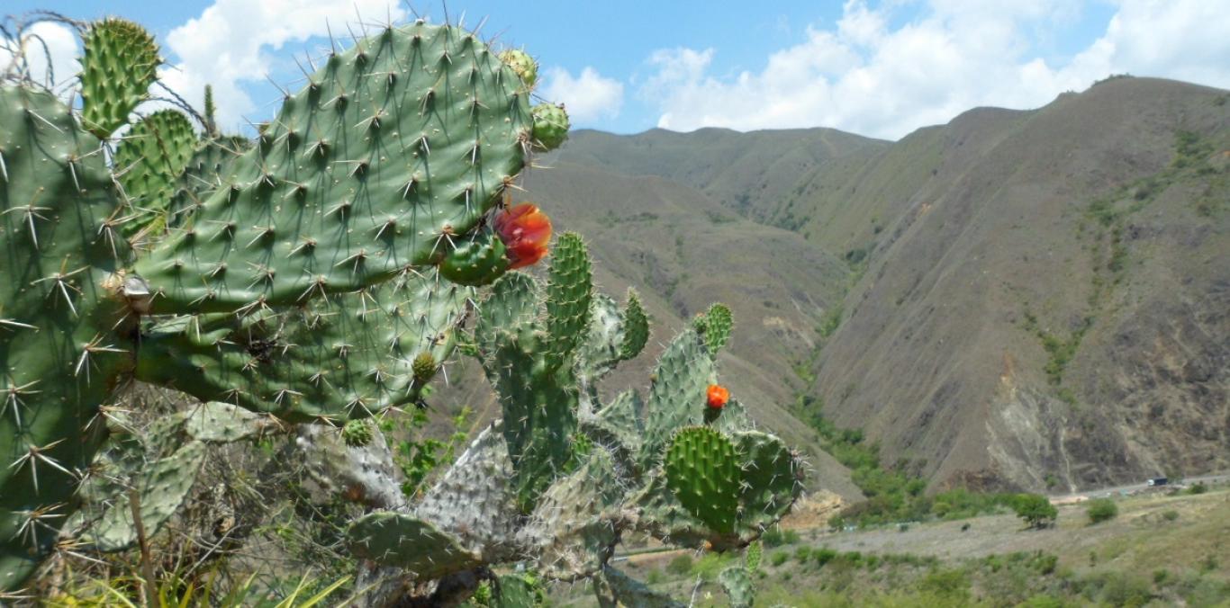 NIÑOS Y NIÑAS DE ATUNCELA, EN DAGUA, APRENDEN A CUIDAR SU ECOSISTEMA 