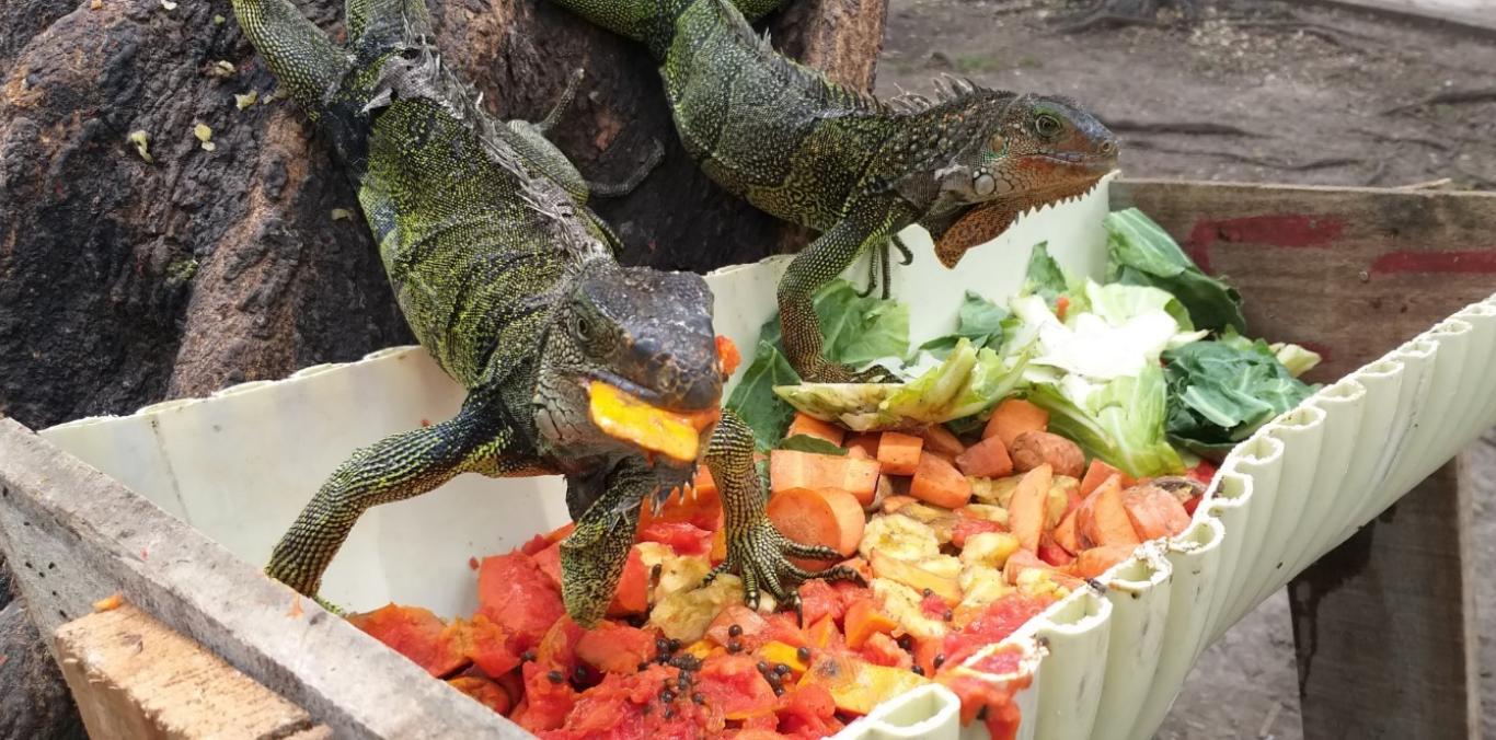 TODOS POR LA FAUNA DEL CARTAGÜEÑO PARQUE DE BOLÍVAR