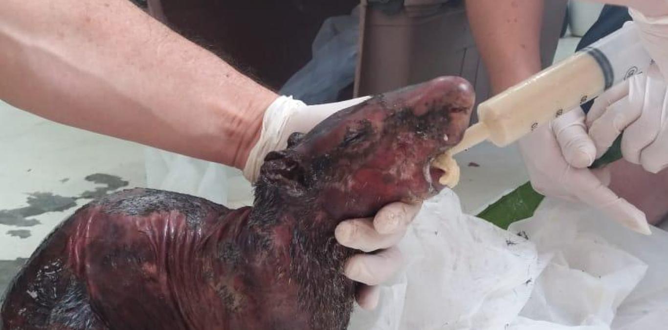 GUATÍN QUEMADA SOBREVIVIÓ SU PRIMERA NOCHE