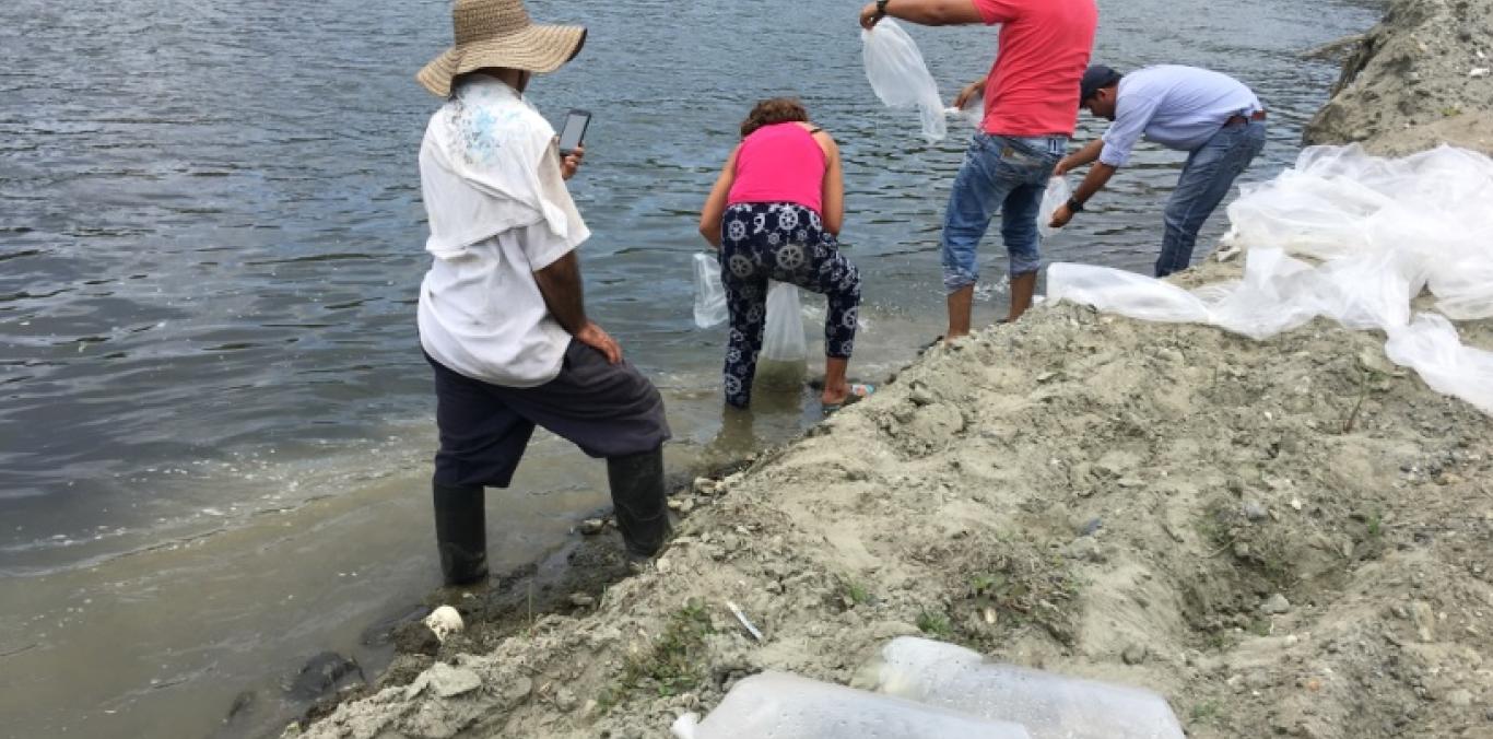 CVC SEMBRÓ 5 MIL ALEVINOS DE BOCACHICO EN EL RÍO LA VIEJA, A SU PASO POR LA VICTORIA