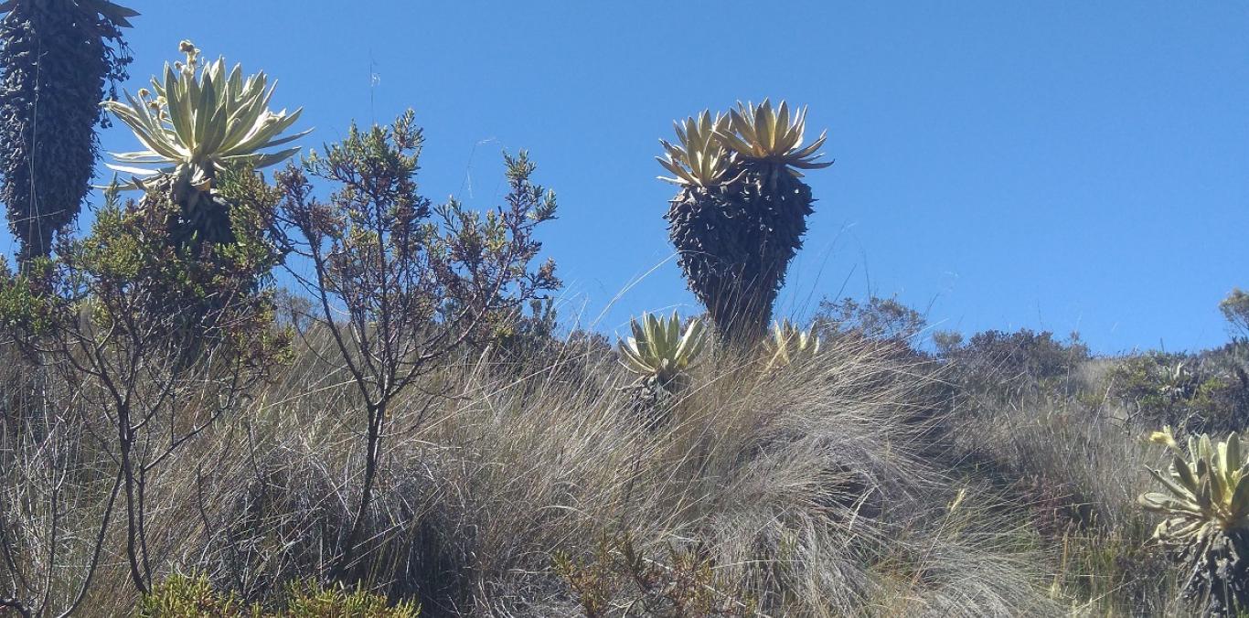 CVC INVIERTE 285 MILLONES EN  LA CONSERVACIÓN DEL PÁRAMO DE LAS DOMÍNGUEZ   
