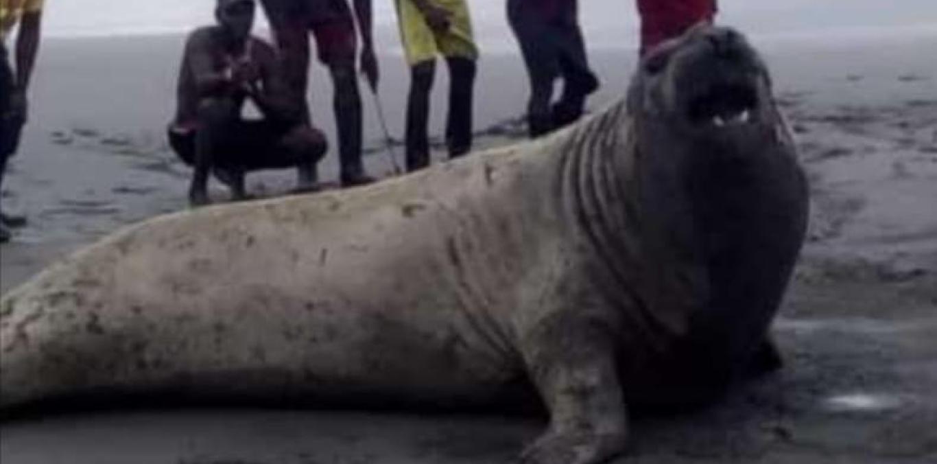ELEFANTE MARINO FUE GRABADO EN ZONA RURAL DE BUENAVENTURA