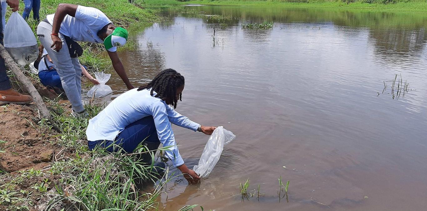  5.000 ALEVINOS DE BOCACHICO SE SEMBRARON JAMUNDÍ