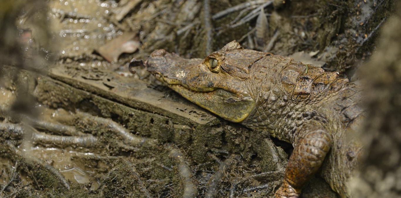 MÁS DE 1.800 INDIVIDUOS DE FAUNA SILVESTRE FUERON LIBERADOS EN COLOMBIA 