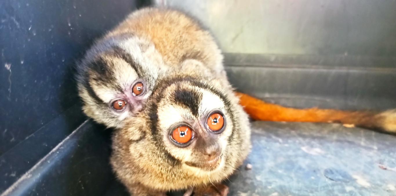UNA MARTEJA Y SU CRÍA FUERON RESCATADAS EN LA VICTORIA