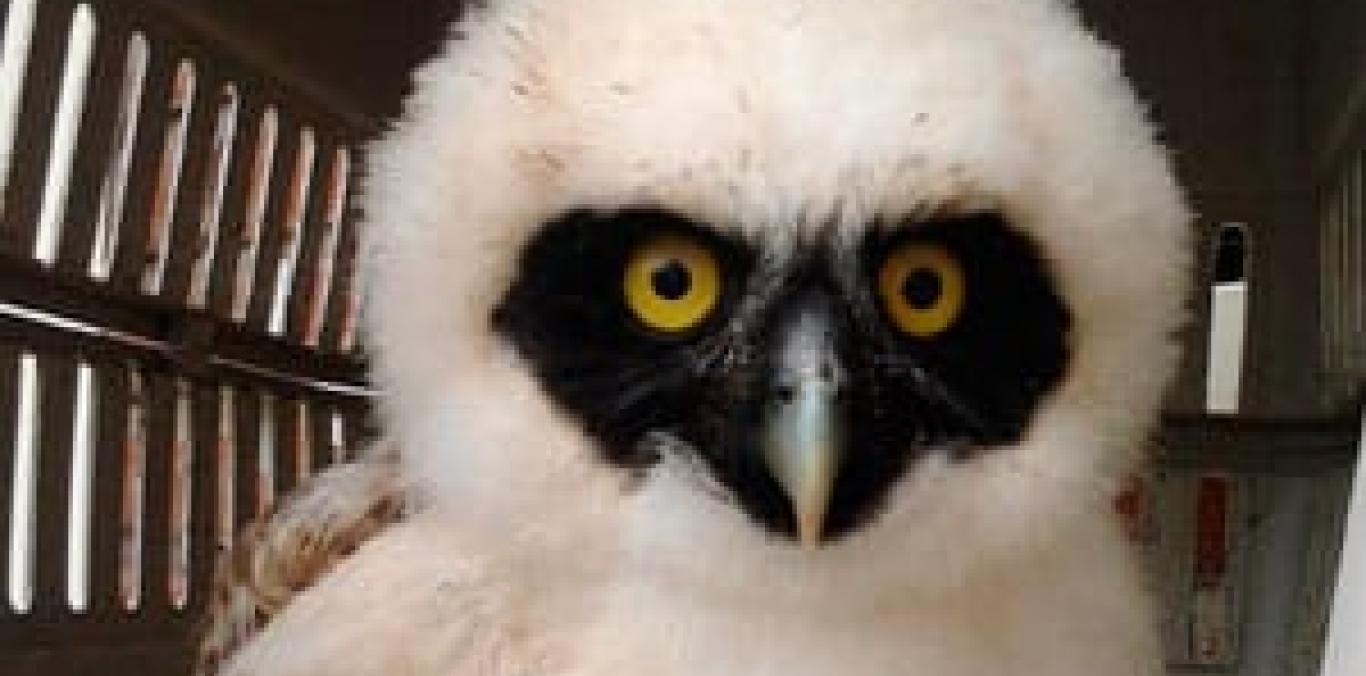 BÚHO QUE CAYÓ DE SU NIDO VOLVERÁ A SU HÁBITAT 