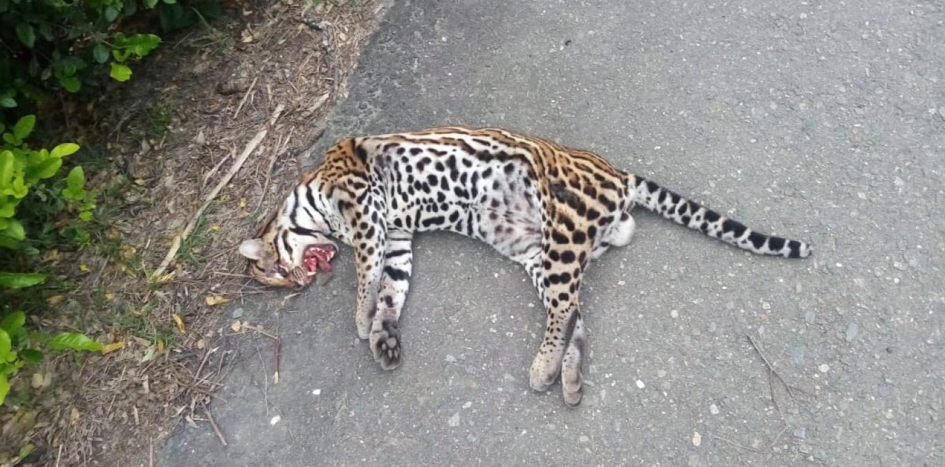 OCELOTE ATROPELLADO EN TORO REPRESENTA UNA GRAN PÉRDIDA PARA EL ECOSISTEMA