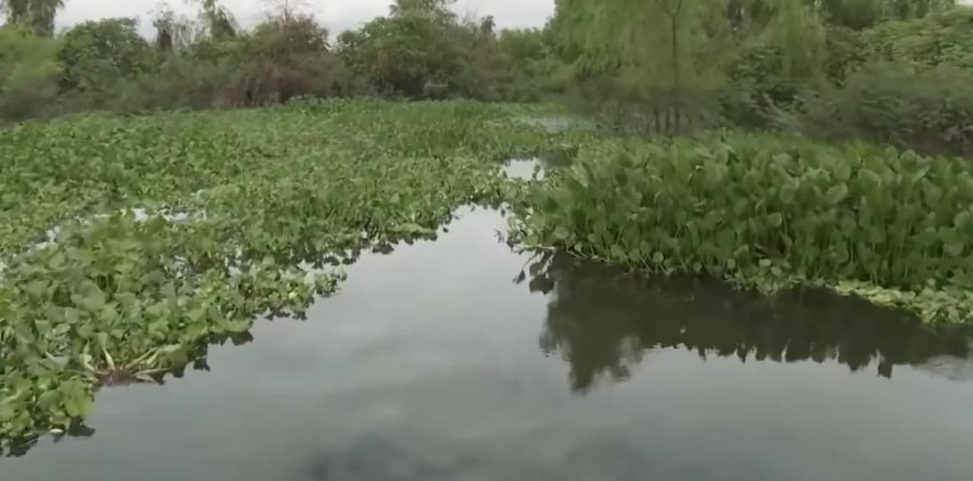 PESCADORES REMUEVEN VEGETACIÓN ACUÁTICA EN LAGUNA DE SONSO PARA PROTEGERLA Y CONSERVARLA
