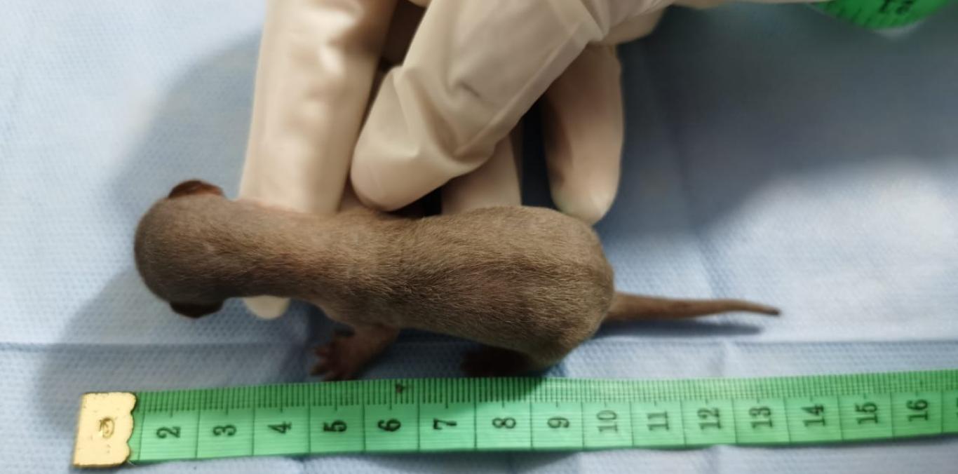 SE RECUPERA COMADREJA BEBÉ ENTREGADA A LA CVC