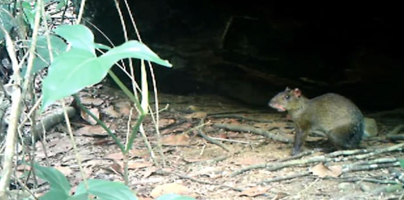 CAPTAN GUAGUAS, CHUCHAS, ARMADILLOS Y GUATINES EN PARCELACIÓN DE PANCE