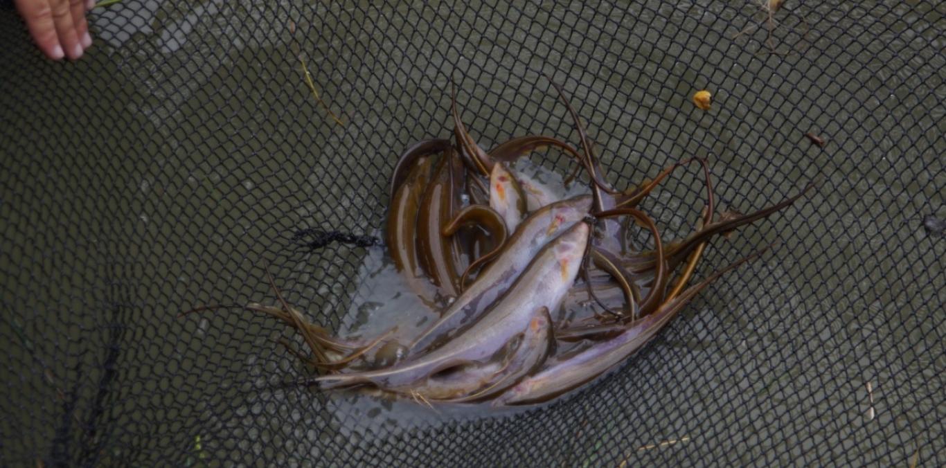 PARA QUE NO DESAPAREZCA, LA CVC ESTÁ REPRODUCIENDO A UN CURIOSO PEZ PARECIDO A LA ANGUILA