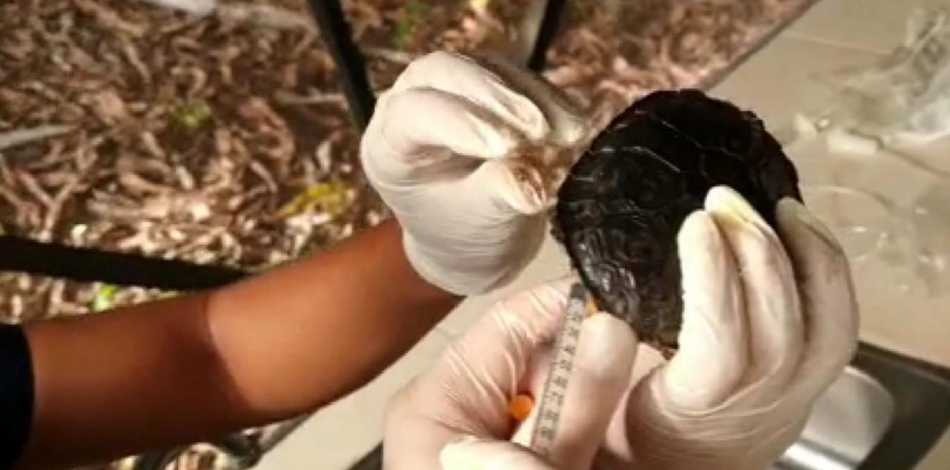 TORTUGAS HERIDAS POR ATAQUE DE ROEDORES ESTÁN RECUPERÁNDOSE