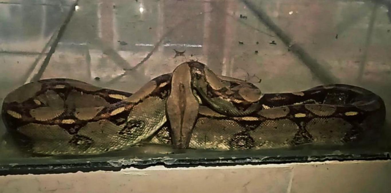 SERPIENTE RECUPERADA EN GUACARÍ ESTÁ EN PROCESO DE VOLVER A LA LIBERTAD