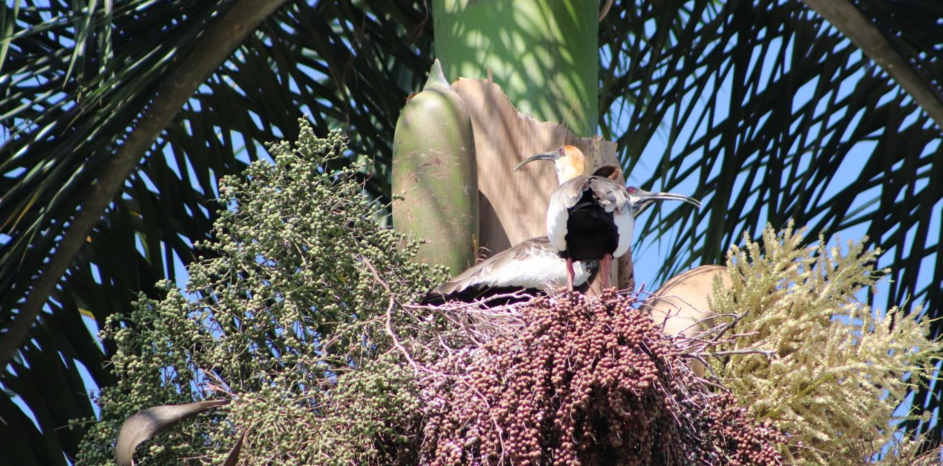 EL COCLÍ, UNA ESPECIE QUE SE NIEGA A DESAPARECER