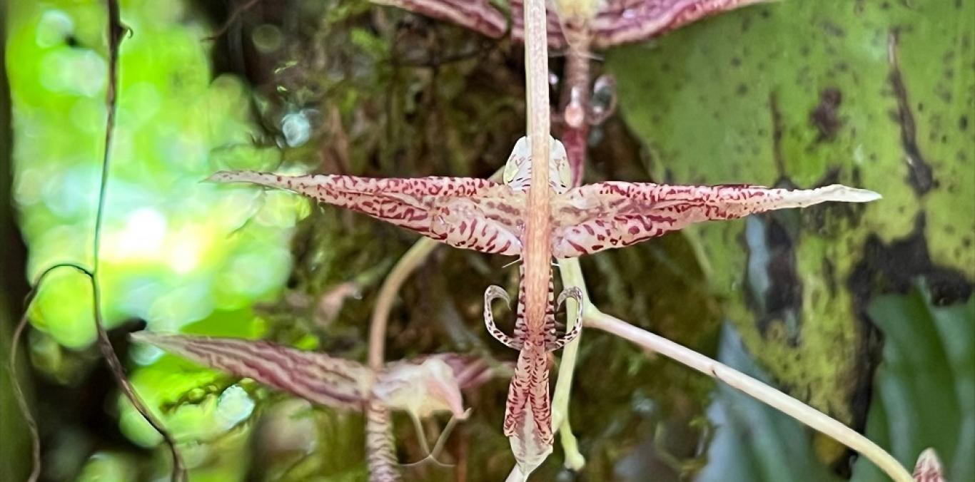 NUEVA ESPECIE DE ORQUÍDEA ES DESCUBIERTA EN BUENAVENTURA