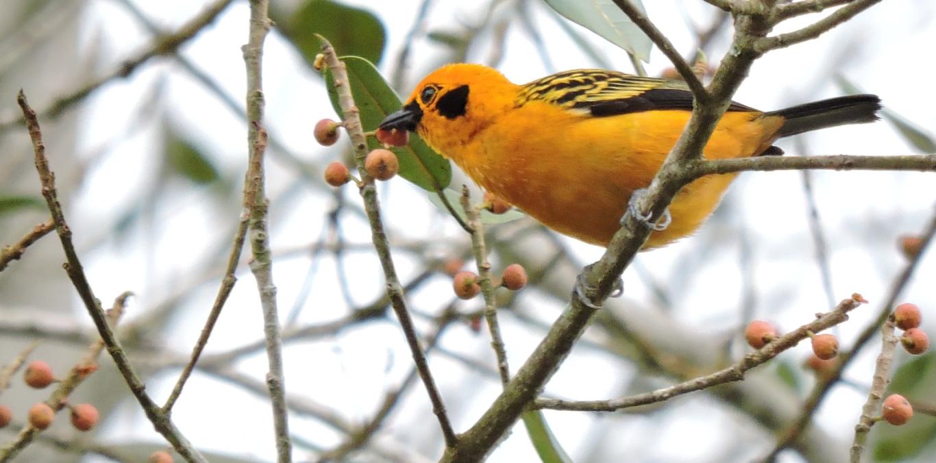 LA CUMBRE SE VESTIRÁ DE COLORES POR FESTIVAL DE AVES 