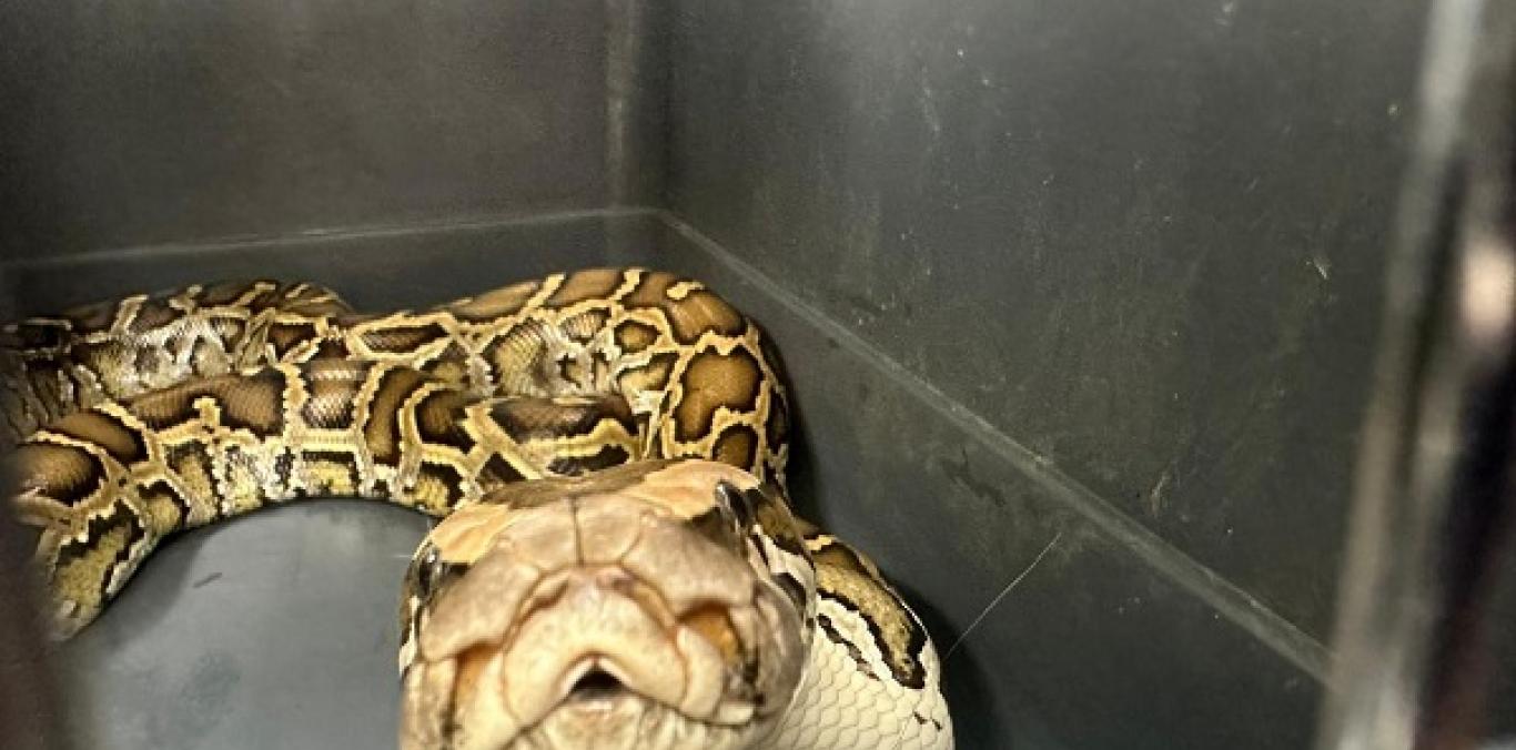 DE ANIMAL SILVESTRE A MASCOTA EXÓTICA: UNA DE LAS SERPIENTES MÁS GRANDES DEL MUNDO FUE ENTREGADA A LA CVC