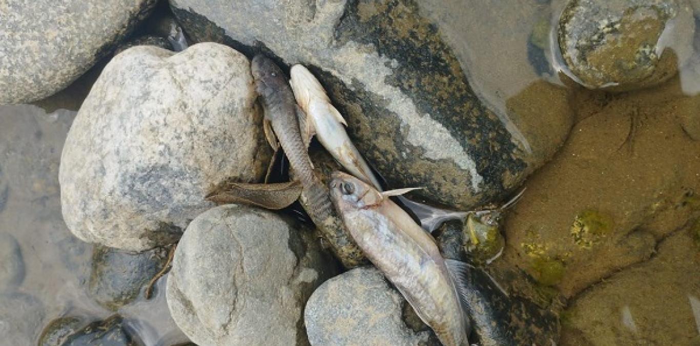CVC INVESTIGA LA APARICIÓN DE PECES MUERTOS EN UN TRAMO DEL RÍO GUADALAJARA