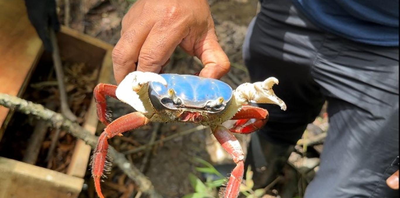 CINCUENTA Y NUEVE  ANIMALES RETORNARON A SU HOGAR