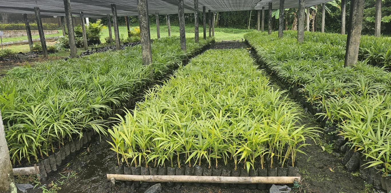 CVC ENTREGARÁ 110.000 PALMAS VIVAS EN TODO EL VALLE DEL CAUCA DURANTE SEMANA SANTA 