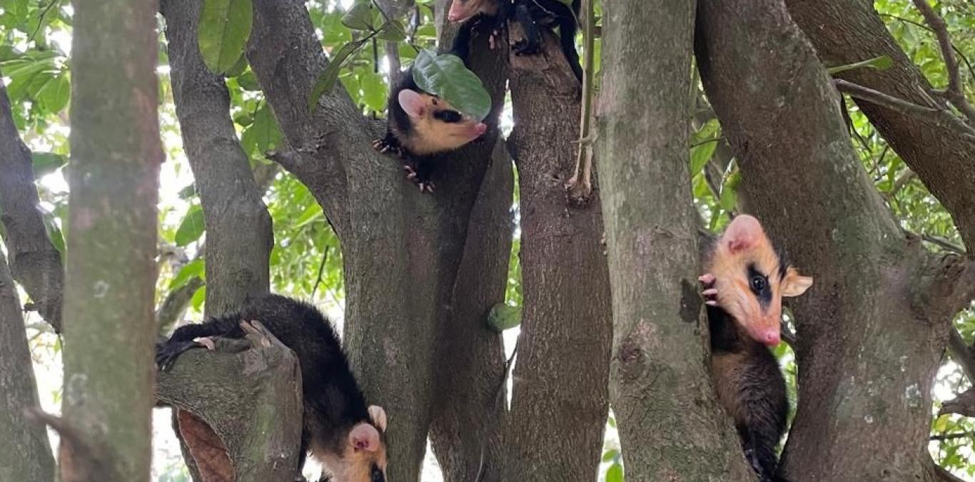 ZARIGÜEYAS EN CASCOS URBANOS: ALIADAS SILENCIOSAS DE LA BIODIVERSIDAD EN LA CIUDAD