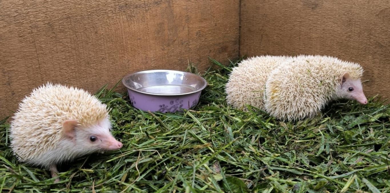 TRES ERIZOS AFRICANOS FUERON RESCATADOS EN EL MUNICIPIO DE TULUÁ