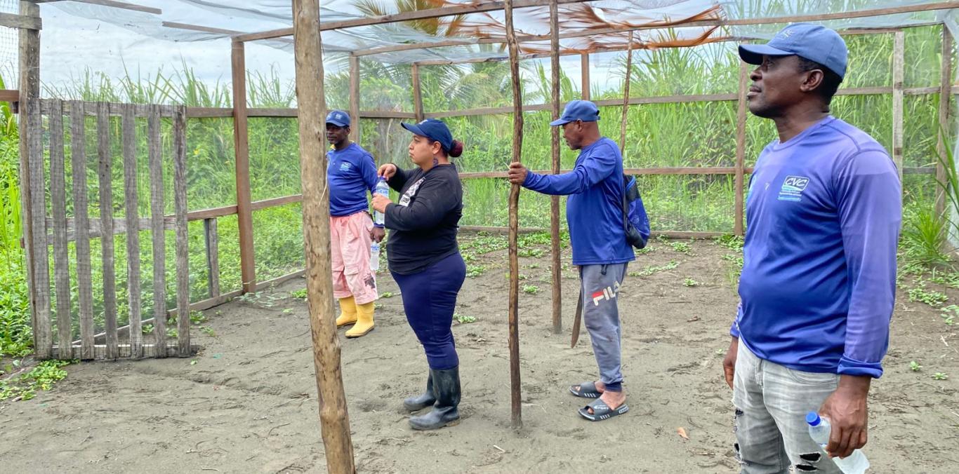 EL PACÍFICO VALLECAUCANO SE PREPARA PARA LA TEMPORADA DE ANIDACIÓN DE TORTUGAS MARINAS
