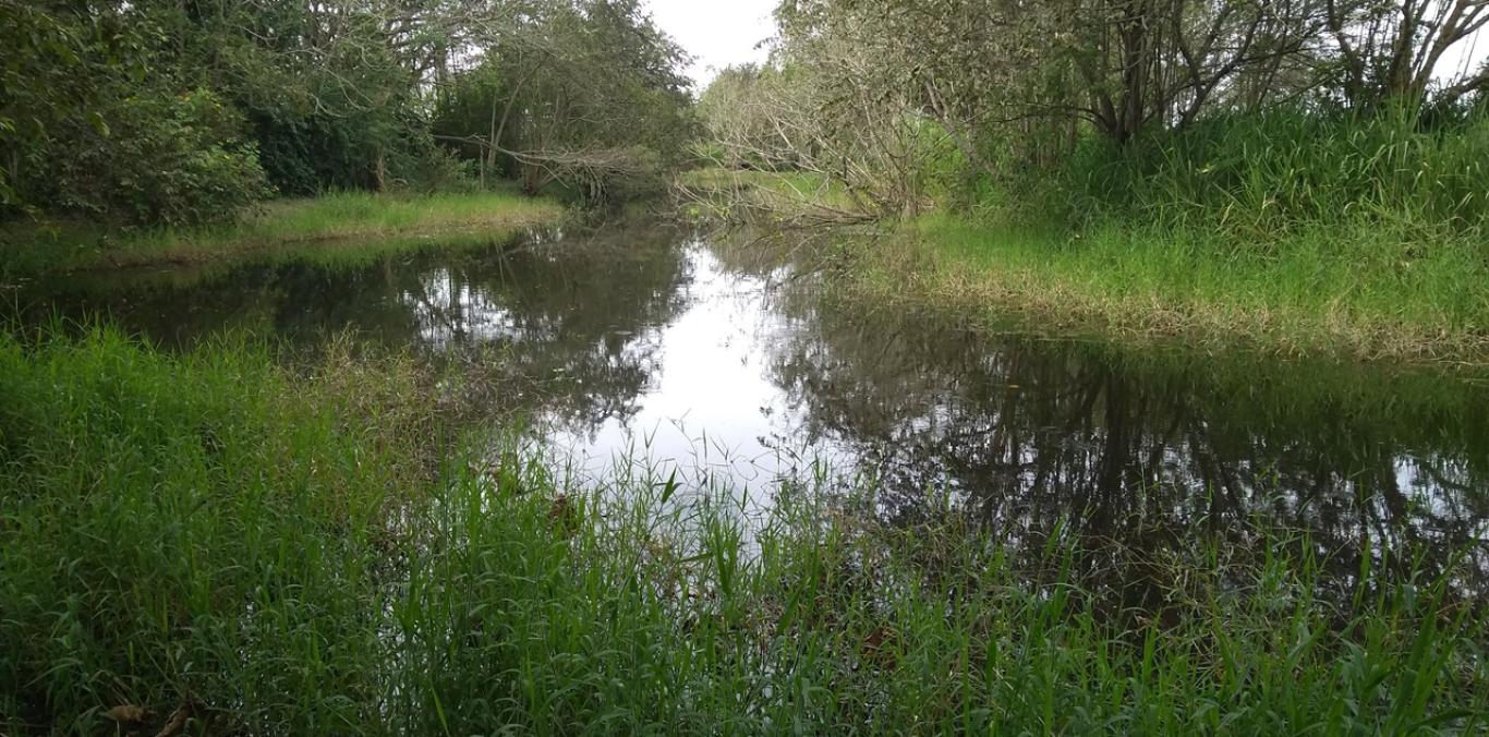 CVC REALIZA RECORRIDOS DE SEGUIMIENTO A HUMEDALES EN EL VALLE DEL CAUCA      