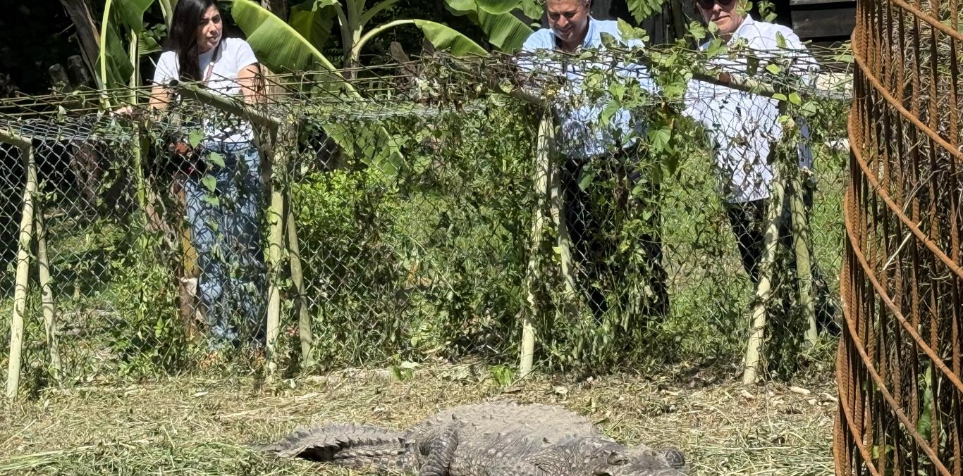 CAIMÁN ‘LA ÑATA’ Y OTRAS ESPECIES RESCATADAS COMIENZAN UNA NUEVA VIDA GRACIAS AL EQUIPO DE FAUNA SILVESTRE DE LA CVC