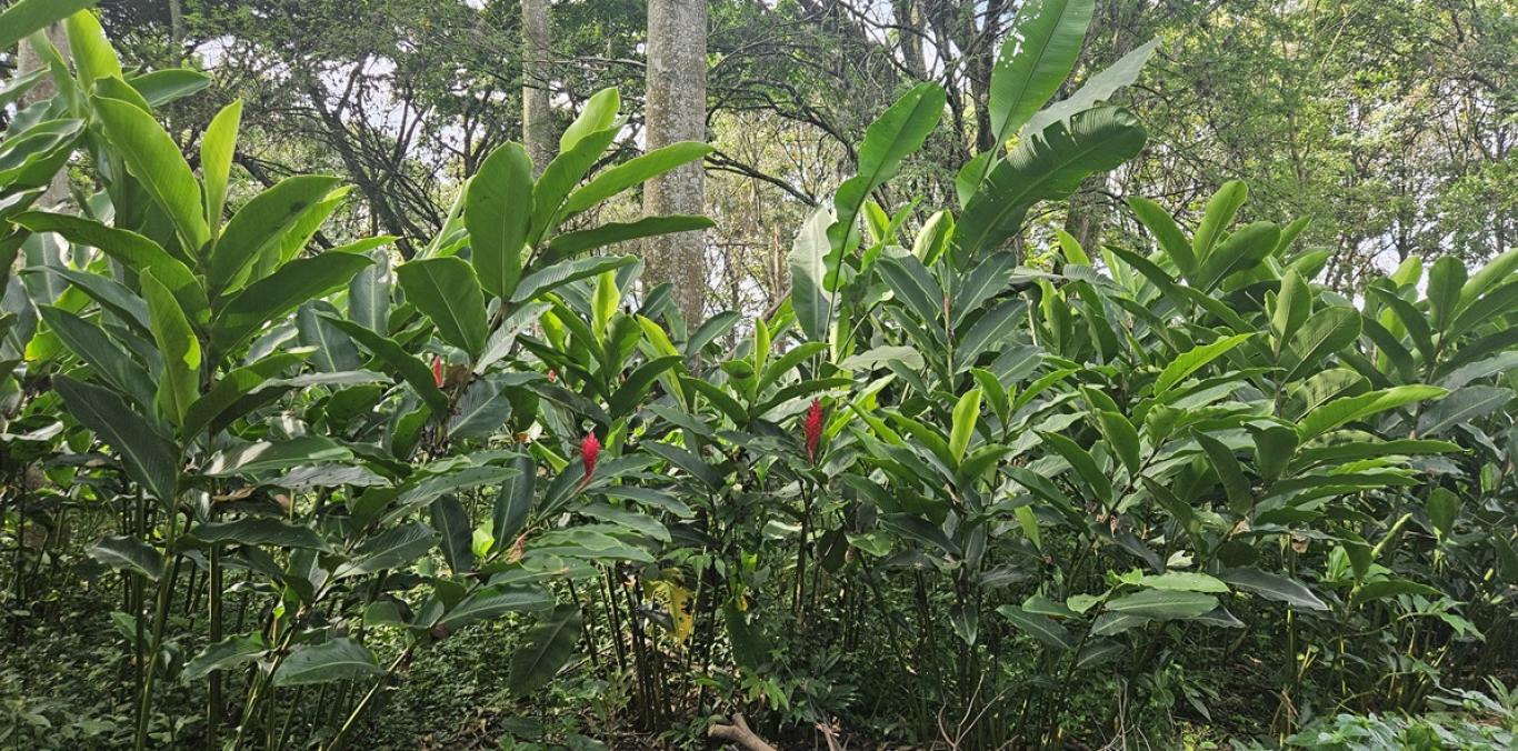 FLORES Y FOLLAJES SE PRODUCEN EN ZONA RURAL DE PALMIRA    