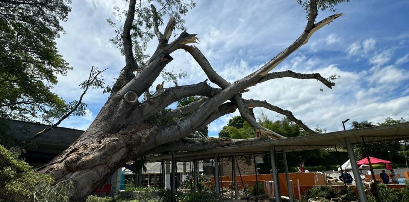 CLUB GUADALAJARA DE COMFENALCO, EN BUGA, DEBE REALIZAR TRÁMITE DE APROVECHAMIENTO FORESTAL PARA GARANTIZAR SEGURIDAD CON SU ARBOLADO: CVC 