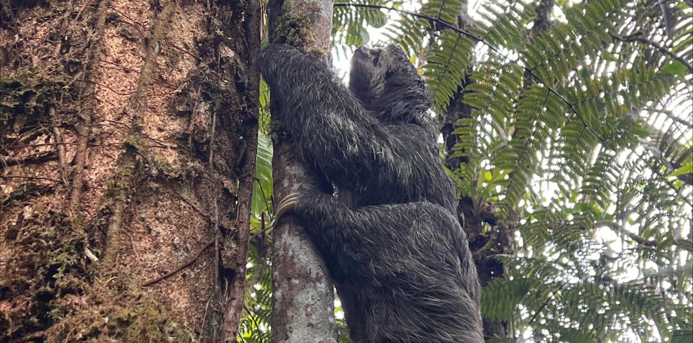 PEREZOSO FUE HALLADO DENTRO DE BOLSA DE BASURA Y VOLVIO A LA LIBERTAD